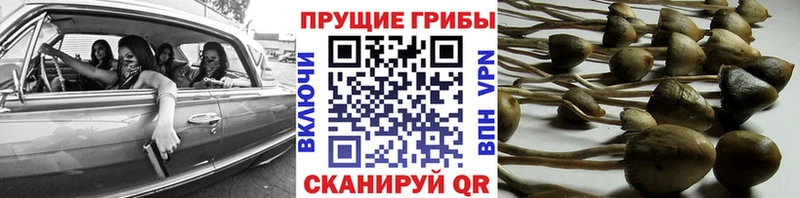 Псилоцибиновые грибы GOLDEN TEACHER  гидра ССЫЛКА  Шацк 